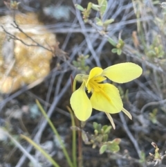 Diuris chryseopsis at Bendoura, NSW - suppressed