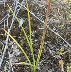 Diuris chryseopsis at Bendoura, NSW - suppressed