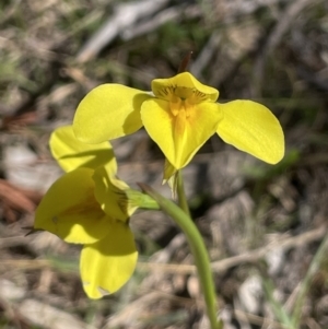 Diuris amabilis at Bendoura, NSW - 30 Sep 2023