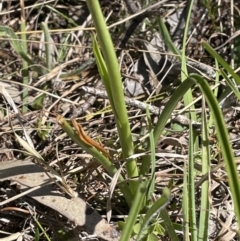 Diuris amabilis at Bendoura, NSW - 30 Sep 2023