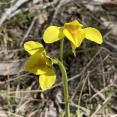 Diuris amabilis at Bendoura, NSW - 30 Sep 2023