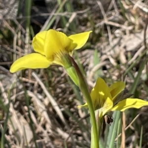 Diuris amabilis at Bendoura, NSW - 30 Sep 2023