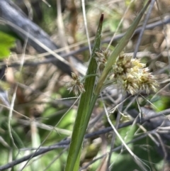 Luzula (genus) (Woodrush) at Bendoura, NSW - 30 Sep 2023 by JaneR