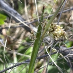 Luzula sp. (Woodrush) at Bendoura, NSW - 30 Sep 2023 by JaneR