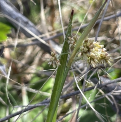 Luzula sp. (Woodrush) at Bendoura, NSW - 30 Sep 2023 by JaneR