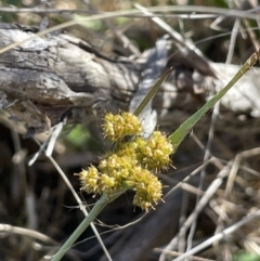 Luzula sp. at Bendoura, NSW - 30 Sep 2023