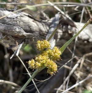 Luzula sp. at Bendoura, NSW - 30 Sep 2023