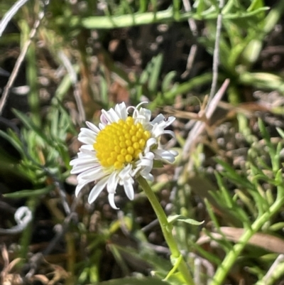 Calotis anthemoides (Chamomile Burr-daisy) at Bendoura, NSW - 30 Sep 2023 by JaneR