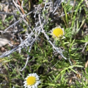 Calotis anthemoides at Bendoura, NSW - 30 Sep 2023