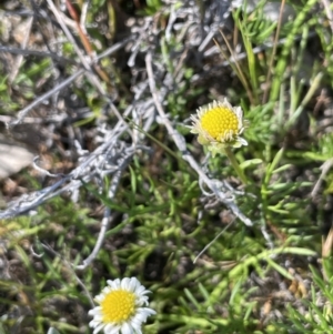 Calotis anthemoides at Bendoura, NSW - 30 Sep 2023 02:32 PM