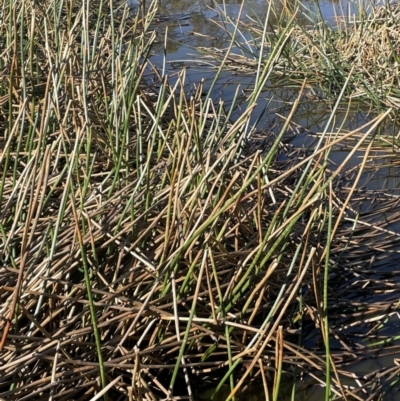 Eleocharis sphacelata (Tall Spike-rush) at Bendoura, NSW - 30 Sep 2023 by JaneR