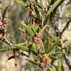 Acacia siculiformis (Dagger Wattle) at QPRC LGA - 30 Sep 2023 by JaneR