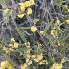 Acacia siculiformis at Bendoura, NSW - 30 Sep 2023