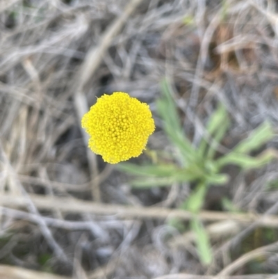 Craspedia variabilis (Common Billy Buttons) at Bendoura, NSW - 30 Sep 2023 by JaneR