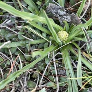 Craspedia variabilis at Bendoura, NSW - 30 Sep 2023