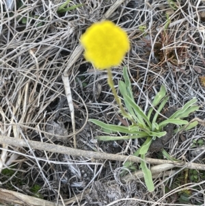 Craspedia variabilis at Bendoura, NSW - 30 Sep 2023