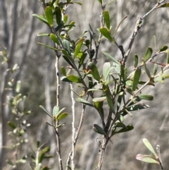 Leptospermum obovatum (River Tea Tree) at QPRC LGA - 30 Sep 2023 by JaneR