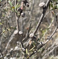 Leptospermum obovatum at Bendoura, NSW - 30 Sep 2023 12:40 PM