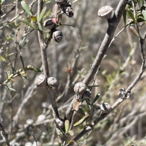 Leptospermum obovatum at Bendoura, NSW - 30 Sep 2023