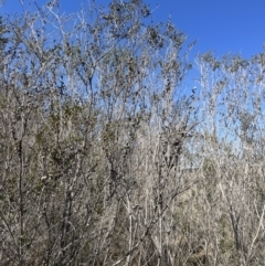 Leptospermum obovatum at Bendoura, NSW - 30 Sep 2023 12:40 PM