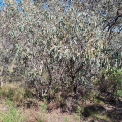 Eucalyptus dives (Broad-leaved Peppermint) at Symonston, ACT - 1 Oct 2023 by Mike