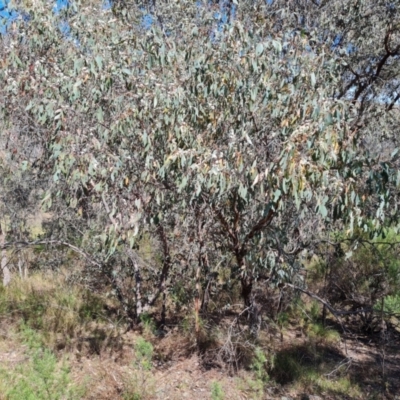 Eucalyptus dives (Broad-leaved Peppermint) at Mount Mugga Mugga - 1 Oct 2023 by Mike