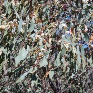 Eucalyptus dives at Symonston, ACT - 1 Oct 2023