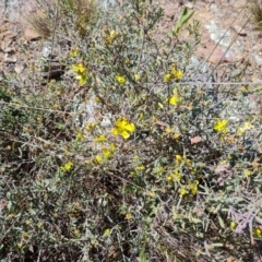 Hibbertia obtusifolia (Grey Guinea-flower) at Mount Mugga Mugga - 1 Oct 2023 by Mike