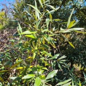 Olea europaea subsp. cuspidata at Red Hill, ACT - 1 Oct 2023 11:05 AM