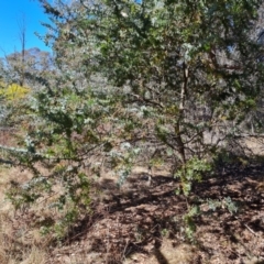 Acacia baileyana (Cootamundra Wattle, Golden Mimosa) at Red Hill, ACT - 1 Oct 2023 by Mike