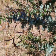 Acacia baileyana at Red Hill, ACT - 1 Oct 2023 10:54 AM