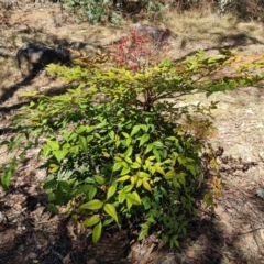 Nandina domestica (Sacred Bamboo) at Red Hill, ACT - 1 Oct 2023 by Mike