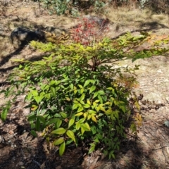 Nandina domestica (Sacred Bamboo) at Red Hill, ACT - 30 Sep 2023 by Mike