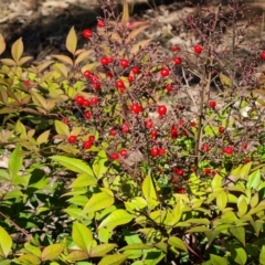 Nandina domestica at Red Hill, ACT - 1 Oct 2023 10:52 AM