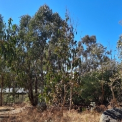 Eucalyptus bicostata (Southern Blue Gum, Eurabbie) at Red Hill, ACT - 30 Sep 2023 by Mike