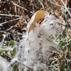 Oxypetalum coeruleum at Red Hill, ACT - 1 Oct 2023