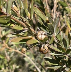 Leptospermum lanigerum (Woolly Teatree) at Bendoura, NSW - 30 Sep 2023 by JaneR