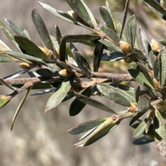 Leptospermum lanigerum at Bendoura, NSW - 30 Sep 2023 01:37 PM