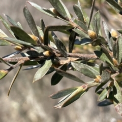 Leptospermum lanigerum at Bendoura, NSW - 30 Sep 2023