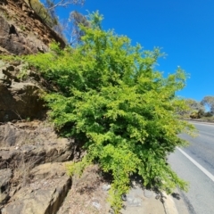 Ulmus parvifolia (Chinese Elm) at Red Hill, ACT - 30 Sep 2023 by Mike