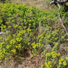 Euphorbia oblongata at Red Hill, ACT - 1 Oct 2023