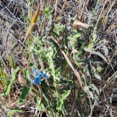 Oxypetalum coeruleum (Tweedia or Southern Star) at Symonston, ACT - 1 Oct 2023 by Mike