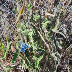 Oxypetalum coeruleum at Symonston, ACT - 1 Oct 2023 10:19 AM