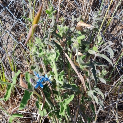 Oxypetalum coeruleum (Tweedia or Southern Star) at Symonston, ACT - 1 Oct 2023 by Mike