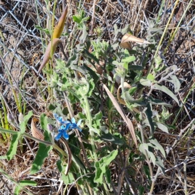 Oxypetalum coeruleum (Tweedia or Southern Star) at Symonston, ACT - 30 Sep 2023 by Mike