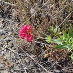 Centranthus ruber (Red Valerian, Kiss-me-quick, Jupiter's Beard) at Symonston, ACT - 30 Sep 2023 by Mike