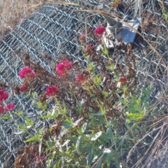 Centranthus ruber at Symonston, ACT - 1 Oct 2023