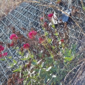 Centranthus ruber at Symonston, ACT - 1 Oct 2023