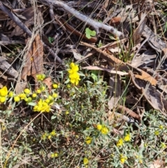 Hibbertia obtusifolia (Grey Guinea-flower) at O'Malley, ACT - 30 Sep 2023 by Mike