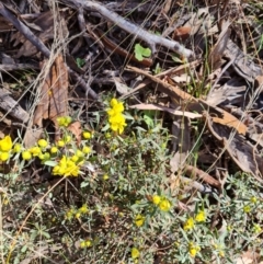 Hibbertia obtusifolia (Grey Guinea-flower) at Mount Mugga Mugga - 30 Sep 2023 by Mike